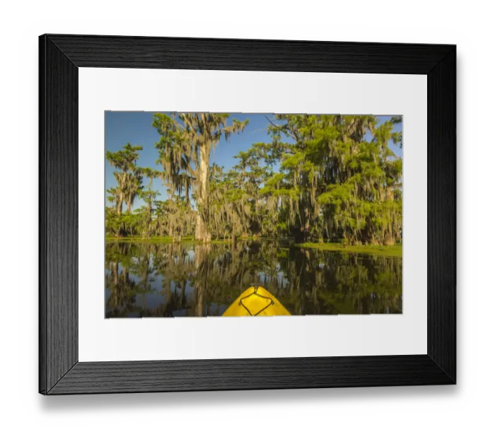Framed Print : USA, Louisiana, Lake Martin. Kayaking in cypress swamp forest Framed Print : USA, Louisiana, Lake Martin. Kayaking in cypress swamp forest