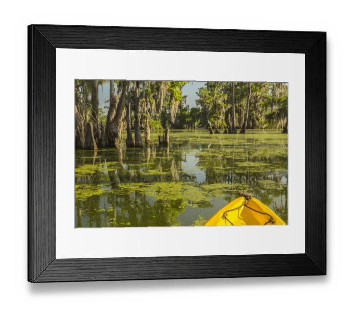 Framed Print : USA, Louisiana, Lake Martin. Kayaking in cypress swamp forest Framed Print : USA, Louisiana, Lake Martin. Kayaking in cypress swamp forest
