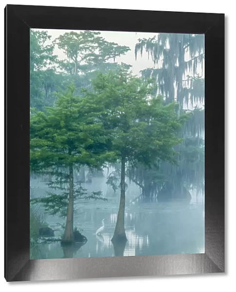 USA, Louisiana, Lake Martin. Foggy sunrise on swamp and great egret. Credit as: Cathy
