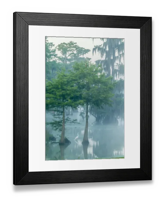 Framed Print : USA, Louisiana, Lake Martin. Foggy sunrise on swamp and great egret. Credit as: Cathy Framed Print : USA, Louisiana, Lake Martin. Foggy sunrise on swamp and great egret. Credit as: Cathy