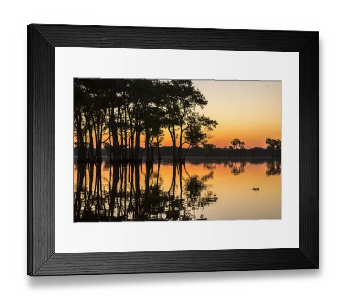 Framed Print : USA, Louisiana, Lake Martin. Sunrise on swamp Framed Print : USA, Louisiana, Lake Martin. Sunrise on swamp