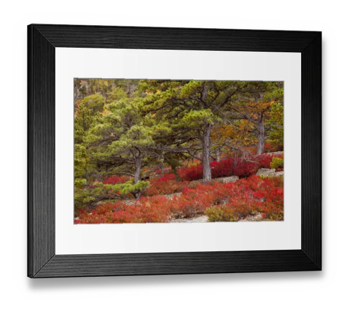 Framed Print : USA, Acadia National Park, Maine. Red blueberry bushes along drive Framed Print : USA, Acadia National Park, Maine. Red blueberry bushes along drive
