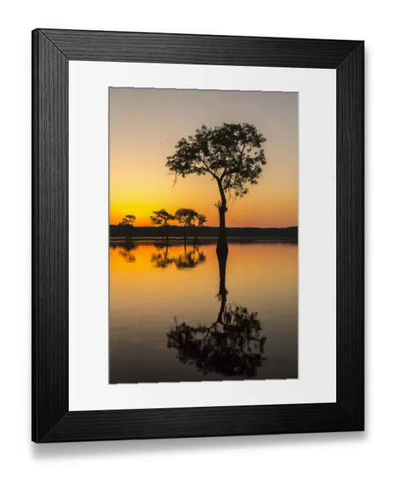 Framed Print : USA, Louisiana, Lake Martin. Sunrise on swamp Framed Print : USA, Louisiana, Lake Martin. Sunrise on swamp