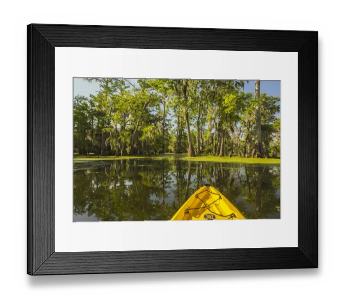 Framed Print : USA, Louisiana, Lake Martin. Kayaking in cypress swamp forest Framed Print : USA, Louisiana, Lake Martin. Kayaking in cypress swamp forest