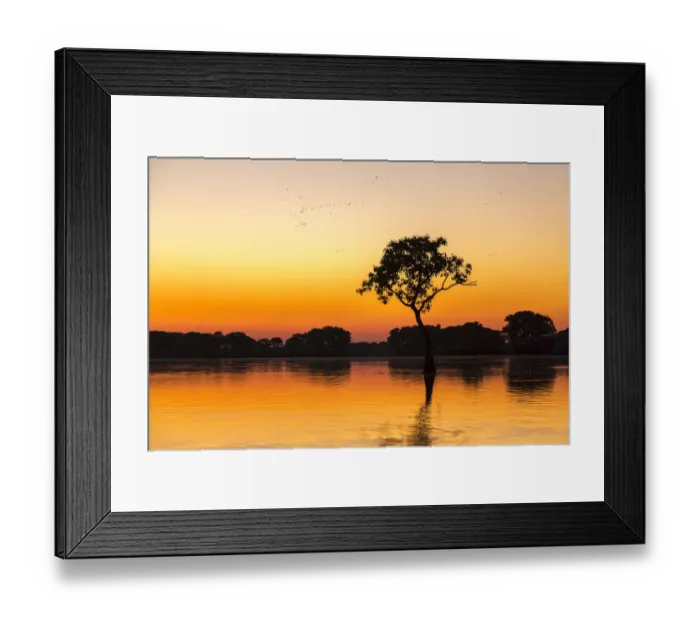 Framed Print : USA, Louisiana, Lake Martin. Sunrise on swamp Framed Print : USA, Louisiana, Lake Martin. Sunrise on swamp