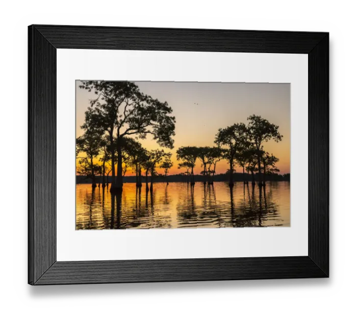 Framed Print : USA, Louisiana, Lake Martin. Sunrise on swamp