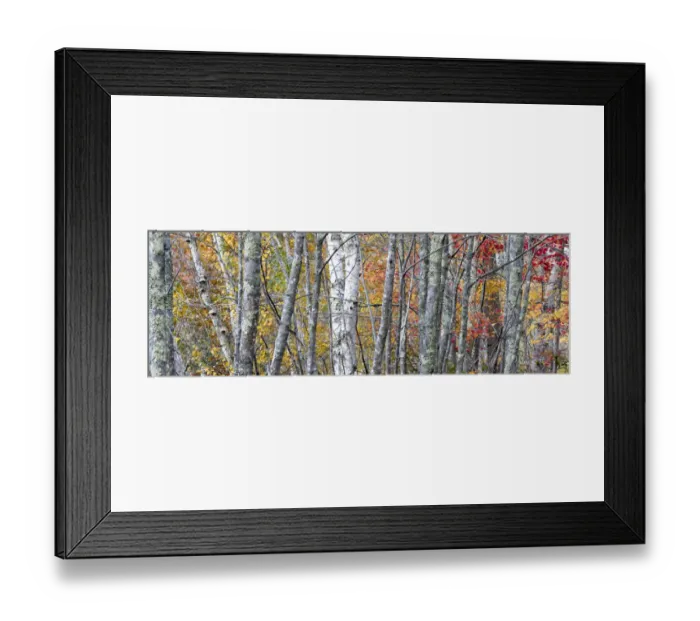 Framed Print : USA, Maine. Colorful autumn foliage in the forests of Sieur de Monts Nature Center Framed Print : USA, Maine. Colorful autumn foliage in the forests of Sieur de Monts Nature Center
