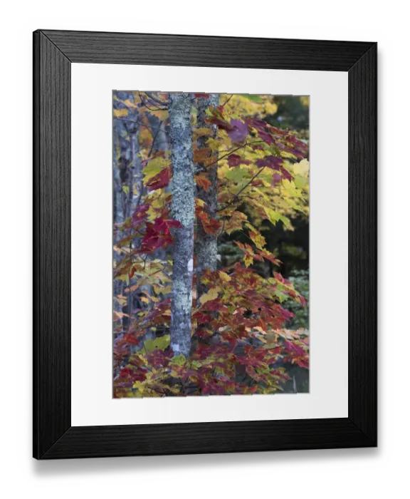 Framed Print : USA, Maine. Sugar Maple, Sieur de Monts, Acadia National Park Framed Print : USA, Maine. Sugar Maple, Sieur de Monts, Acadia National Park