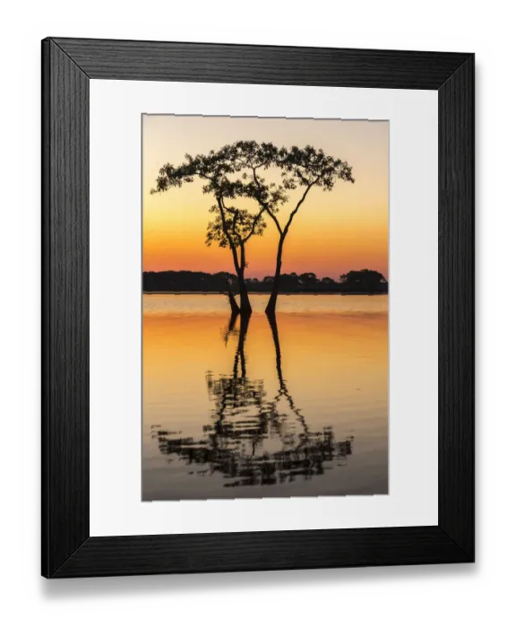 Framed Print : USA, Louisiana, Lake Martin. Sunrise on swamp Framed Print : USA, Louisiana, Lake Martin. Sunrise on swamp