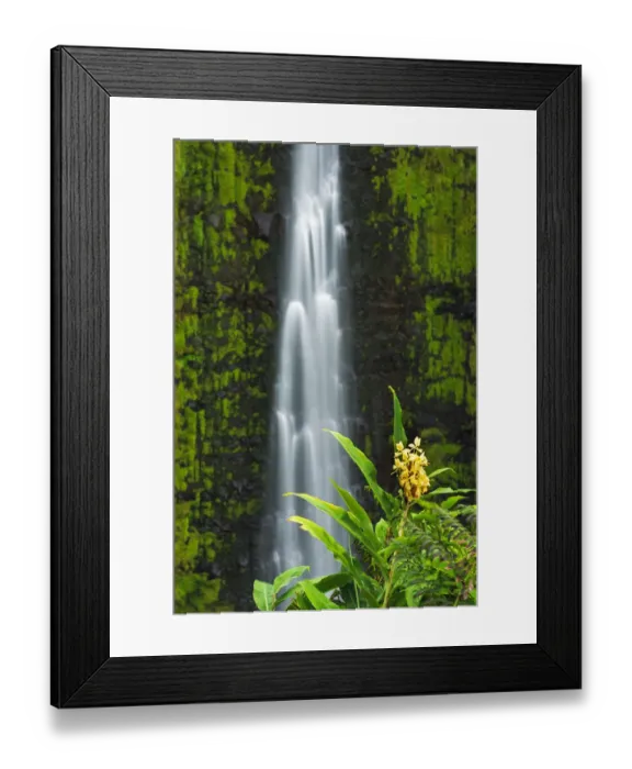 Framed Print : Akaka Falls and kahili ginger, Akaka Falls State Park, Hamakua Coast, Big Island