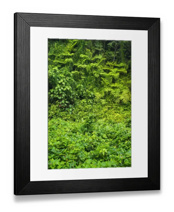 Framed Print : Lush vegetation at Akaka Falls State Park, Hamakua Coast, Big Island, Hawaii, USA