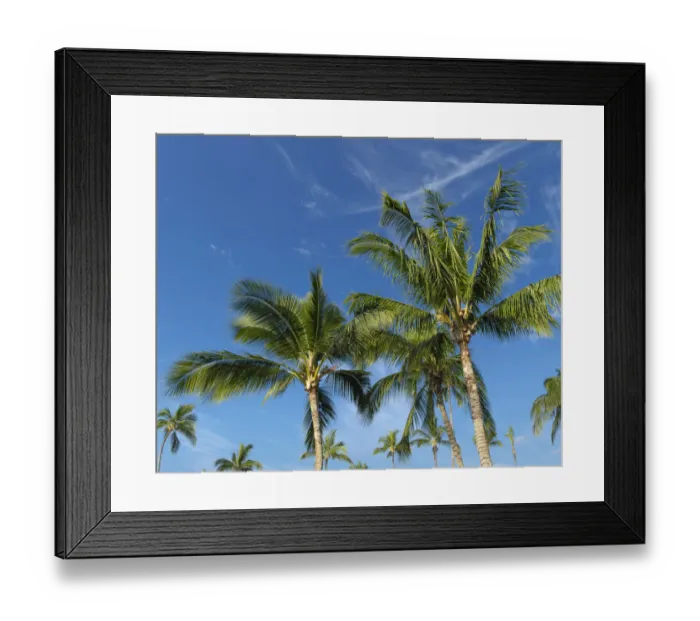 Framed Print : Palms on Waikoloa Beach, Anaeho omalu bay, Kona, Hawaii