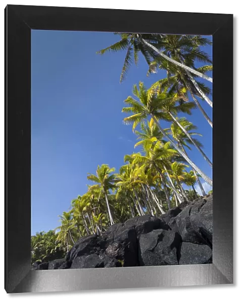 Palms along the Puna Coast, Big Island, Hawaii, (Before the lava flow of 2018)