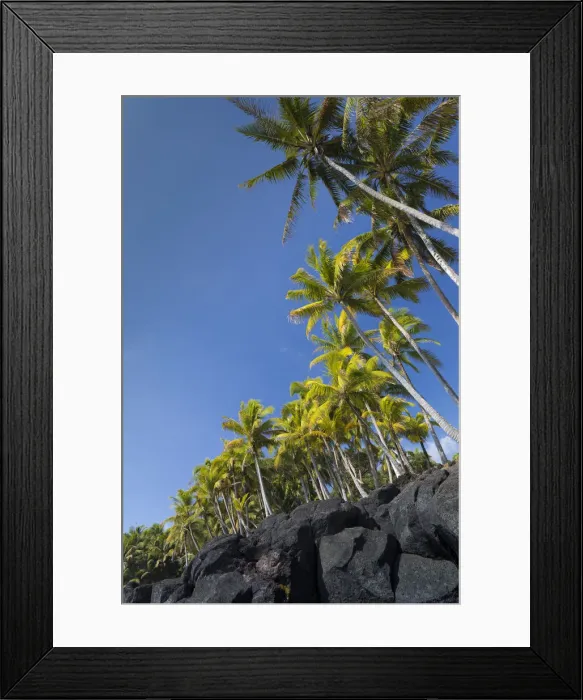Framed Print : Palms along the Puna Coast, Big Island, Hawaii, (Before the lava flow of 2018) Framed Print : Palms along the Puna Coast, Big Island, Hawaii, (Before the lava flow of 2018)