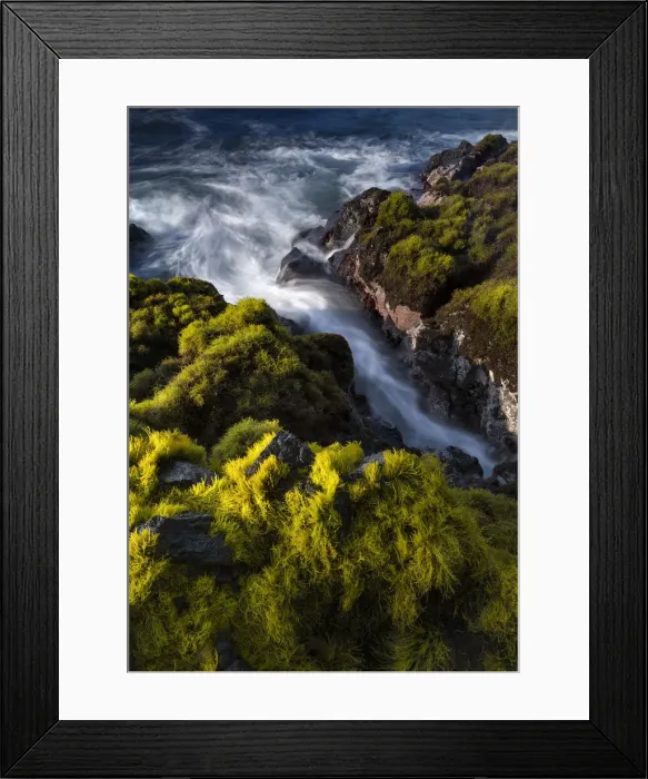 Framed Print : Seagrasses exposed at low tide, Isaac Hale Beach Park, Hawaii