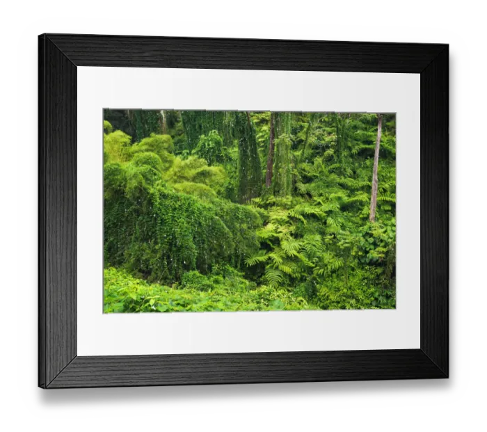 Framed Print : Lush vegetation at Akaka Falls State Park, Hamakua Coast, Big Island, Hawaii, USA Framed Print : Lush vegetation at Akaka Falls State Park, Hamakua Coast, Big Island, Hawaii, USA