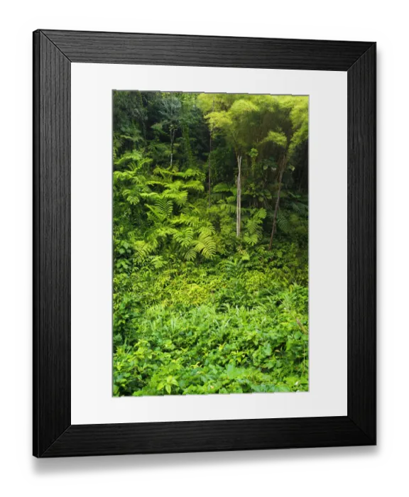 Framed Print : Lush vegetation at Akaka Falls State Park, Hamakua Coast, Big Island, Hawaii, USA Framed Print : Lush vegetation at Akaka Falls State Park, Hamakua Coast, Big Island, Hawaii, USA