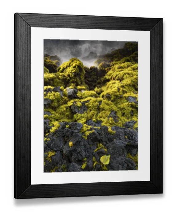 Framed Print : Seagrasses exposed at low tide, Isaac Hale Beach Park, Hawaii Framed Print : Seagrasses exposed at low tide, Isaac Hale Beach Park, Hawaii