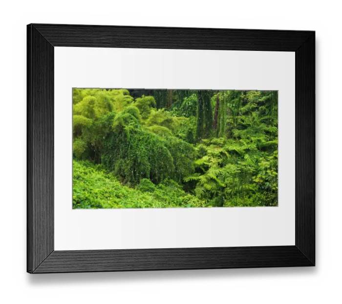 Framed Print : Lush vegetation at Akaka Falls State Park, Hamakua Coast, Big Island, Hawaii, USA Framed Print : Lush vegetation at Akaka Falls State Park, Hamakua Coast, Big Island, Hawaii, USA