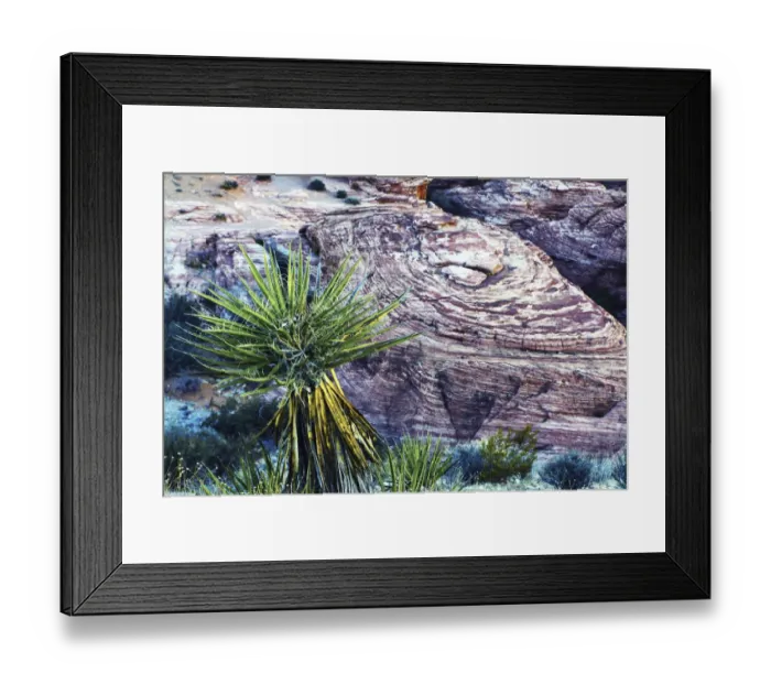 Framed Print : Soaptree yucca and Red Rock Canyon National Conservation Area, Nevada, USA