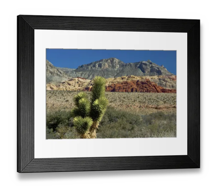 Framed Print : Joshua Tree and Red Rock Canyon National Conservation Area, Nevada, USA Framed Print : Joshua Tree and Red Rock Canyon National Conservation Area, Nevada, USA