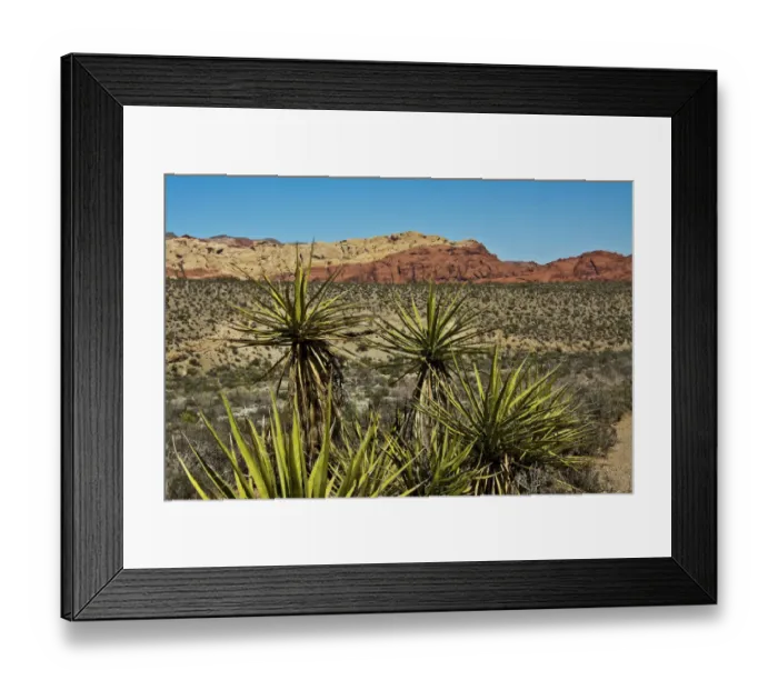 Framed Print : Soaptree yucca and Red Rock Canyon National Conservation Area, Nevada, USA