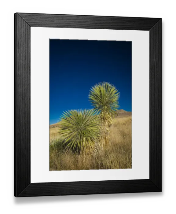 Framed Print : Soaptree yucca, Yucca elata, City of Rocks State Park, New Mexico, USA