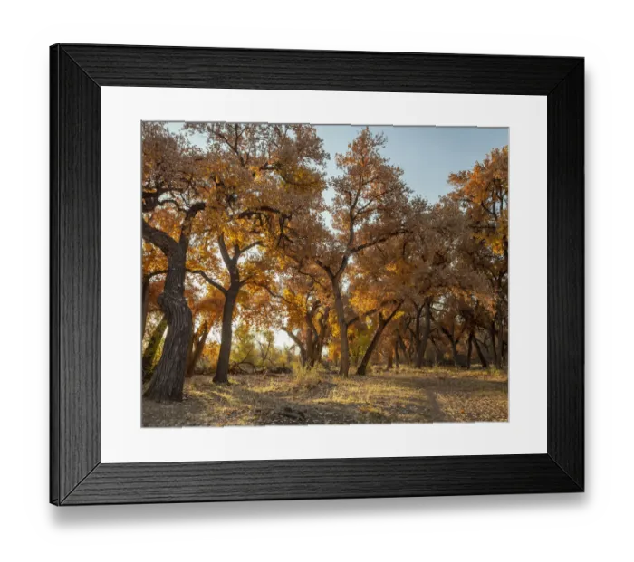 Framed Print : Cottonwood trees in fall foliage, Rio Grande Nature Park, Albuquerque, New Mexico Framed Print : Cottonwood trees in fall foliage, Rio Grande Nature Park, Albuquerque, New Mexico