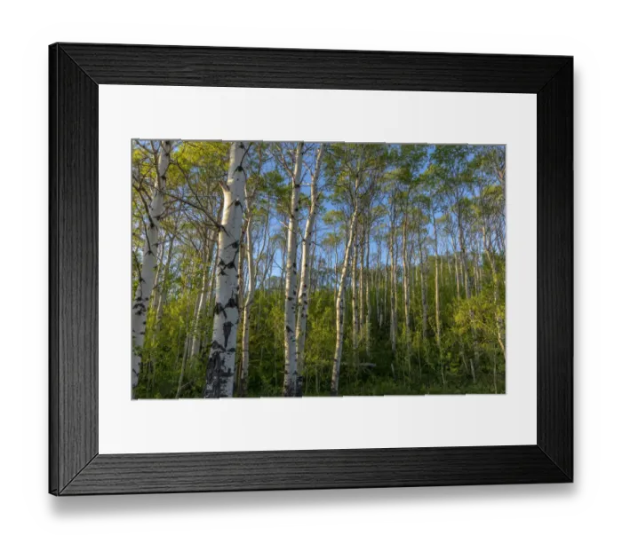 Framed Print : Aspen grove with spring growth near East Glacier, Montana, USA Framed Print : Aspen grove with spring growth near East Glacier, Montana, USA