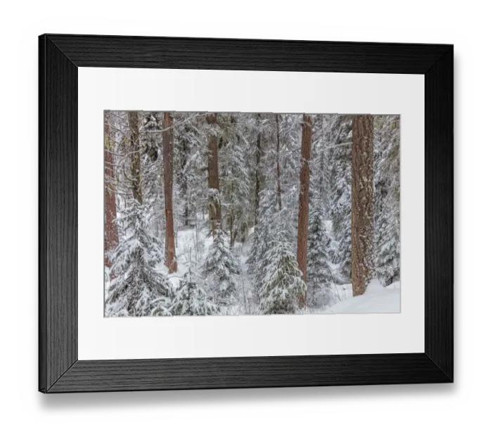 Framed Print : Pine forest after snowfall in the Stillwater State Forest near Whitefish, Montana, USA