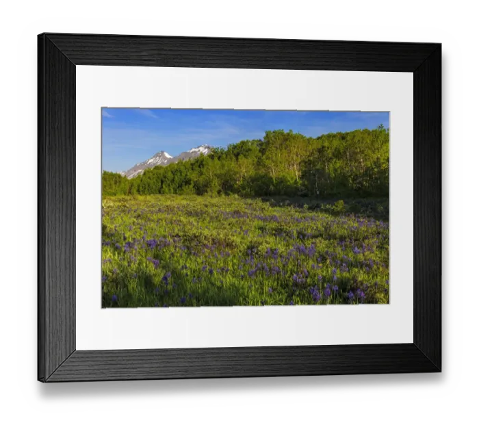 Framed Print : Larkspur and other spring wildflowers in the Lewis and Clark National Forest, Montana Framed Print : Larkspur and other spring wildflowers in the Lewis and Clark National Forest, Montana