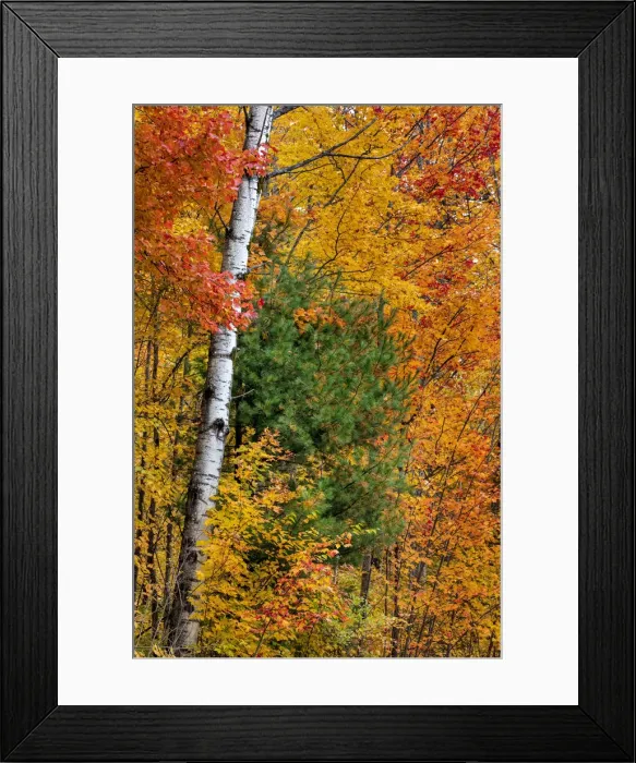 Framed Print : Fall color on the Keweenaw Peninsula in the Upper Peninsula of Michigan, USA Framed Print : Fall color on the Keweenaw Peninsula in the Upper Peninsula of Michigan, USA