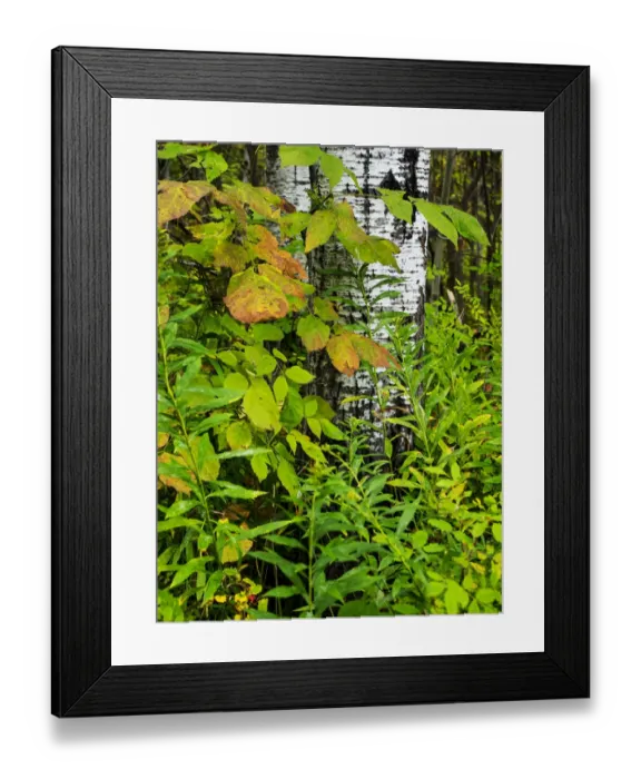 Framed Print : Changing seasons in Upper Michigan
