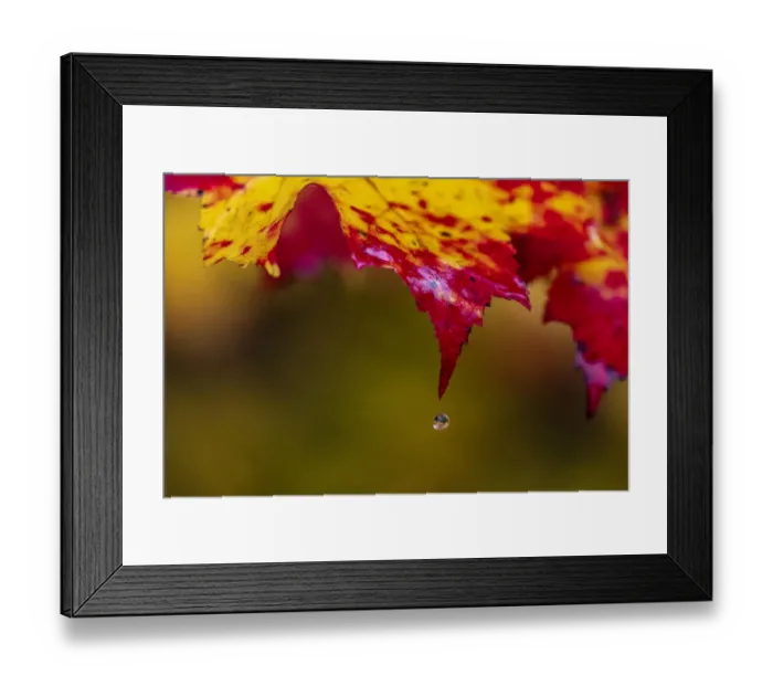 Framed Print : Water droplet falls from sugar maple leaf on rainy day in the Upper Peninsula of Michigan Framed Print : Water droplet falls from sugar maple leaf on rainy day in the Upper Peninsula of Michigan