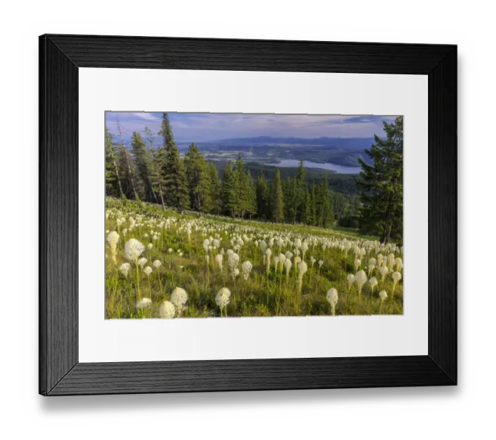 Framed Print : Epic beargrass bloom on Big Mountain in Whitefish, Montana, USA