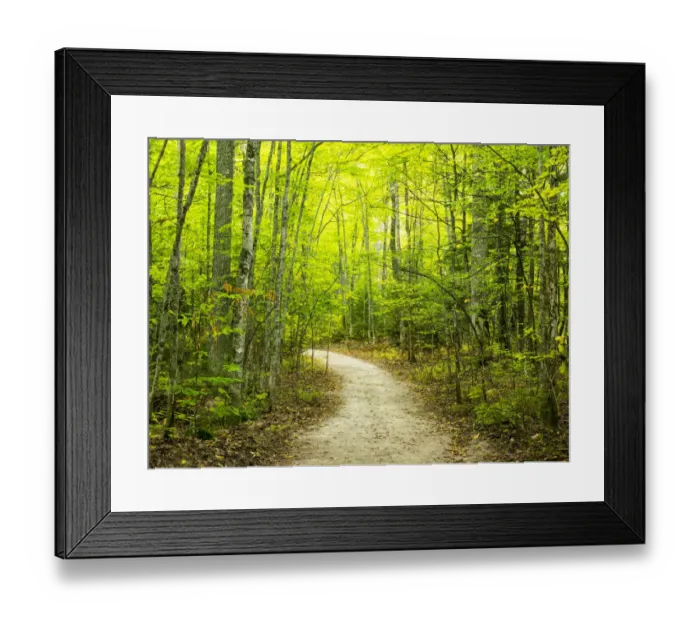 Framed Print : Hiking trail in forest during early Autumn Framed Print : Hiking trail in forest during early Autumn