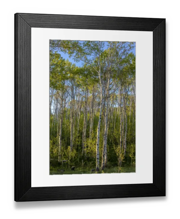 Framed Print : Aspen grove with spring growth near East Glacier, Montana, USA