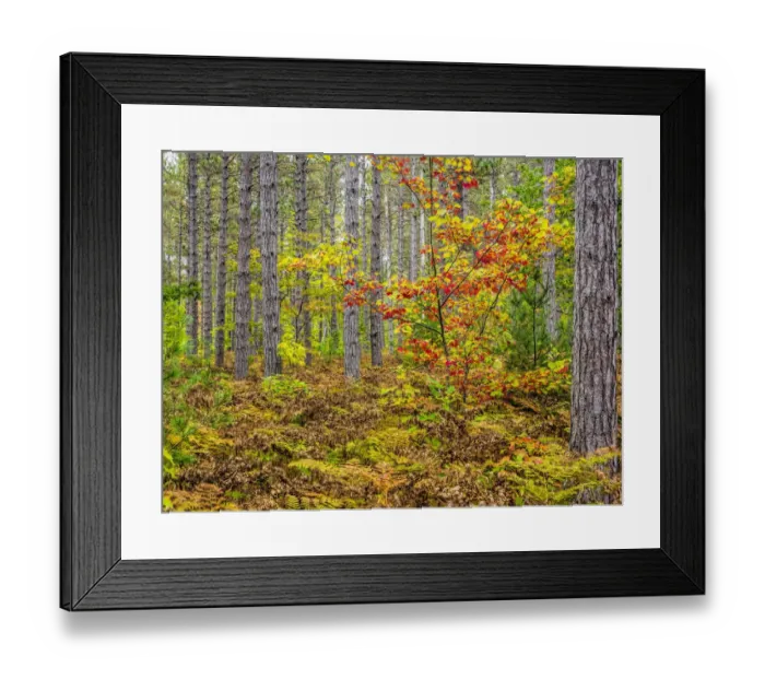 Framed Print : USA, Michigan. Fall color in the hardwood forest of the Upper Peninsula Framed Print : USA, Michigan. Fall color in the hardwood forest of the Upper Peninsula