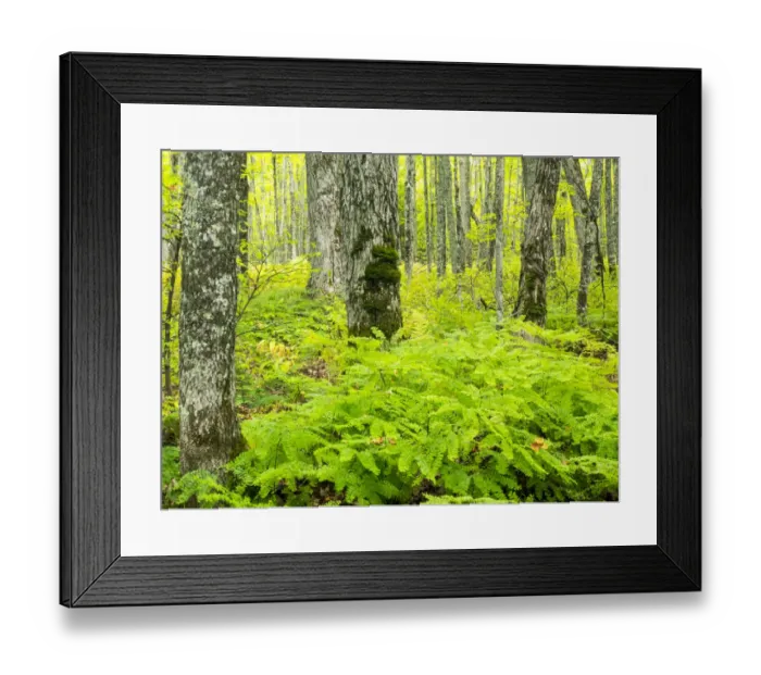 Framed Print : Hiking trail in forest during early Autumn Framed Print : Hiking trail in forest during early Autumn