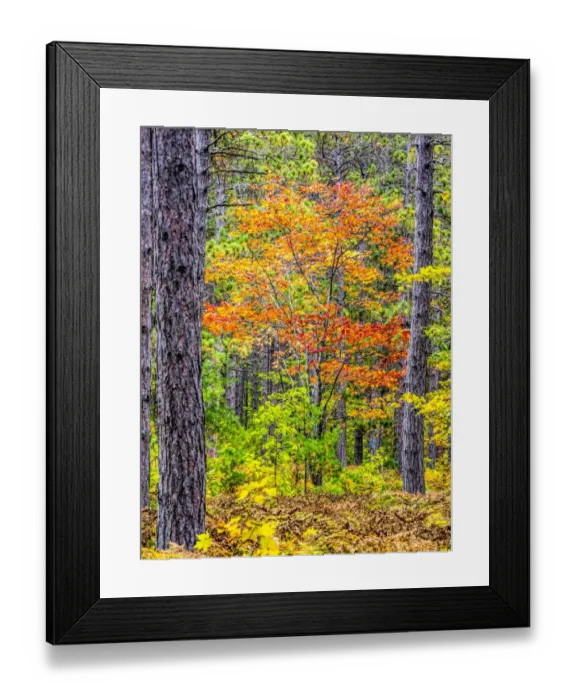 Framed Print : USA, Michigan. Fall color in the hardwood forest of the Upper Peninsula Framed Print : USA, Michigan. Fall color in the hardwood forest of the Upper Peninsula