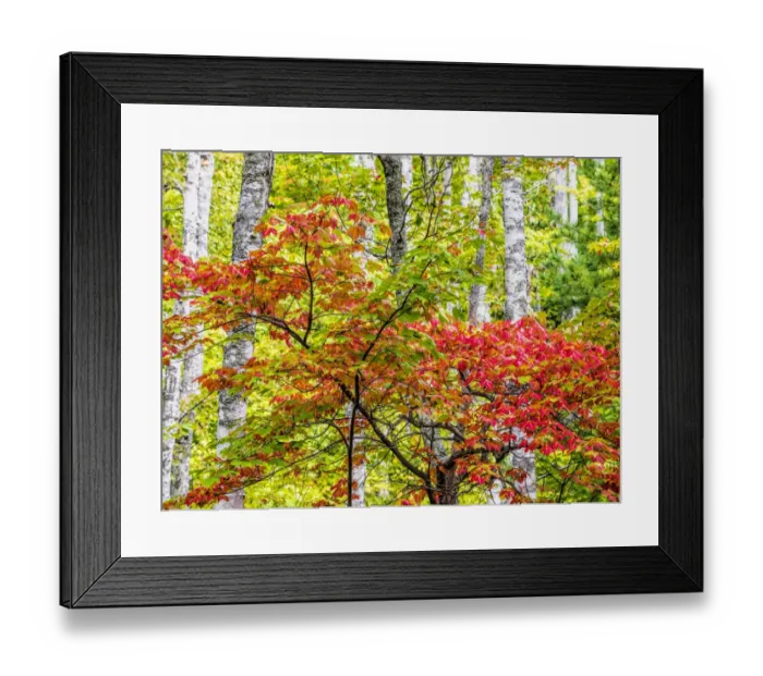 Framed Print : USA, Michigan. Fall color in the hardwood forest of the Upper Peninsula Framed Print : USA, Michigan. Fall color in the hardwood forest of the Upper Peninsula