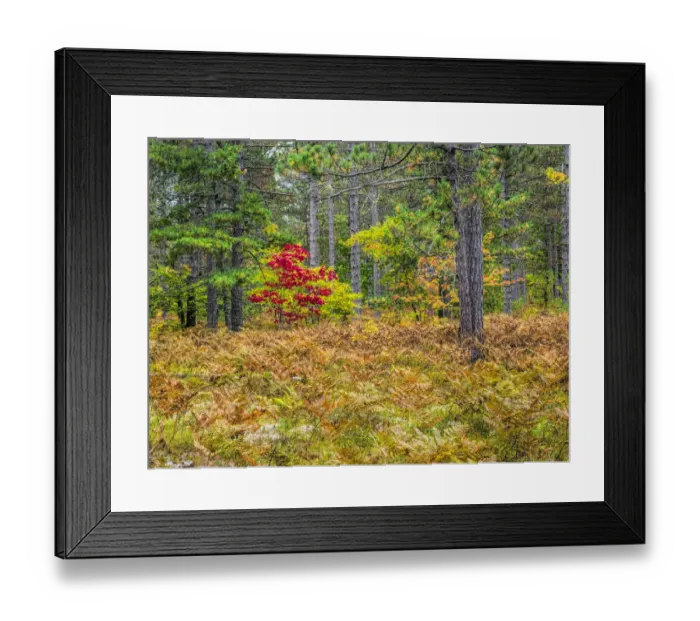 Framed Print : Fall color in the hardwood forest of the Upper Peninsula Framed Print : Fall color in the hardwood forest of the Upper Peninsula