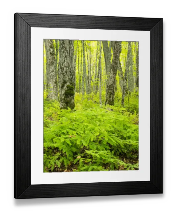 Framed Print : Hiking trail in forest during early Autumn Framed Print : Hiking trail in forest during early Autumn