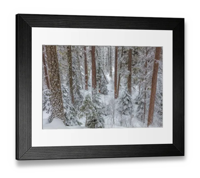 Framed Print : Pine forest after snowfall in the Stillwater State Forest near Whitefish, Montana, USA