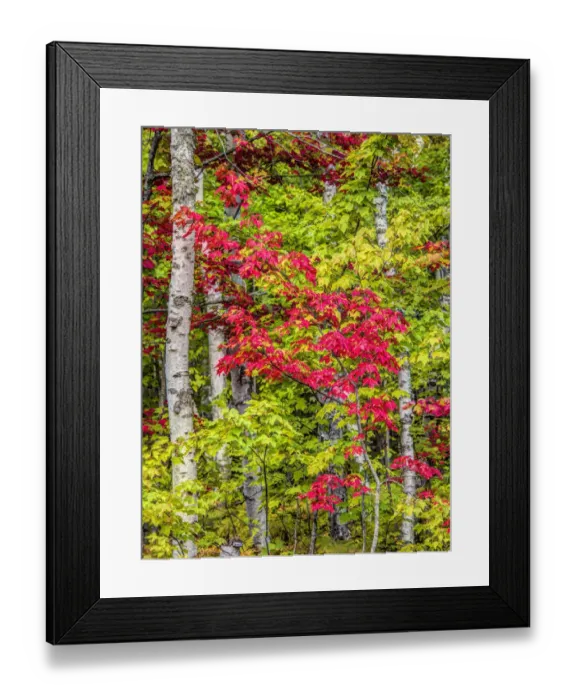 Framed Print : Fall color in the hardwood forest of the Upper Peninsula