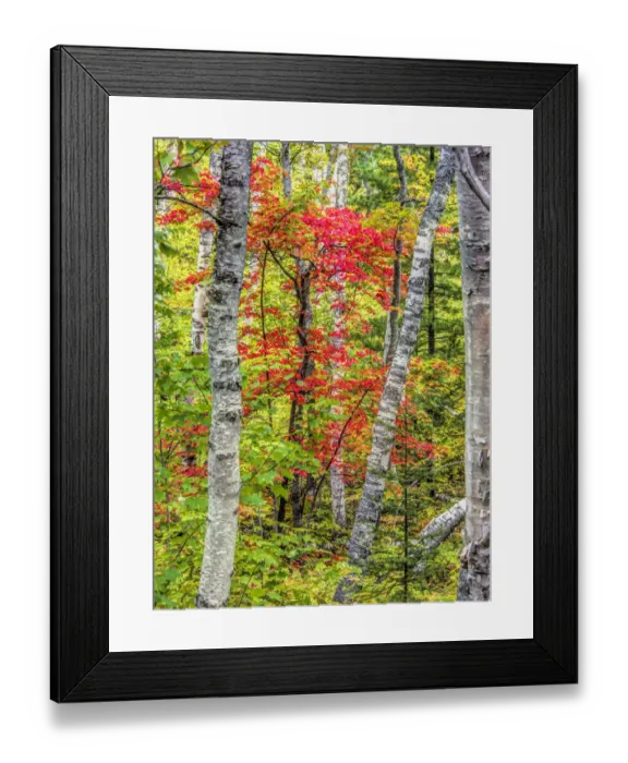 Framed Print : Fall color in the hardwood forest of the Upper Peninsula Framed Print : Fall color in the hardwood forest of the Upper Peninsula