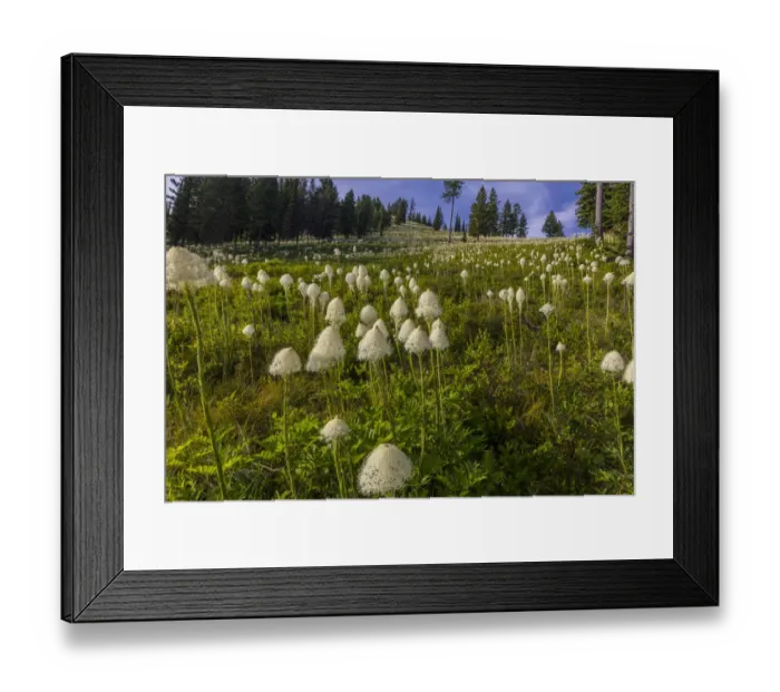 Framed Print : Epic bear grass bloom on Big Mountain in Whitefish, Montana, USA Framed Print : Epic bear grass bloom on Big Mountain in Whitefish, Montana, USA