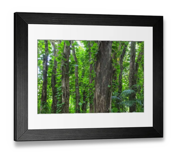 Framed Print : Banyan trees near Rainbow Falls (80 ft drop), Wailuku River State Park, Hilo, Big Island