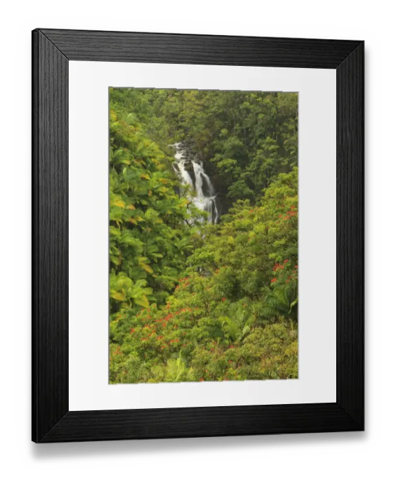 Framed Print : Area around Nanue Falls and stream, Hakalau, Hamakua Coast, Big Island, Hawaii Framed Print : Area around Nanue Falls and stream, Hakalau, Hamakua Coast, Big Island, Hawaii