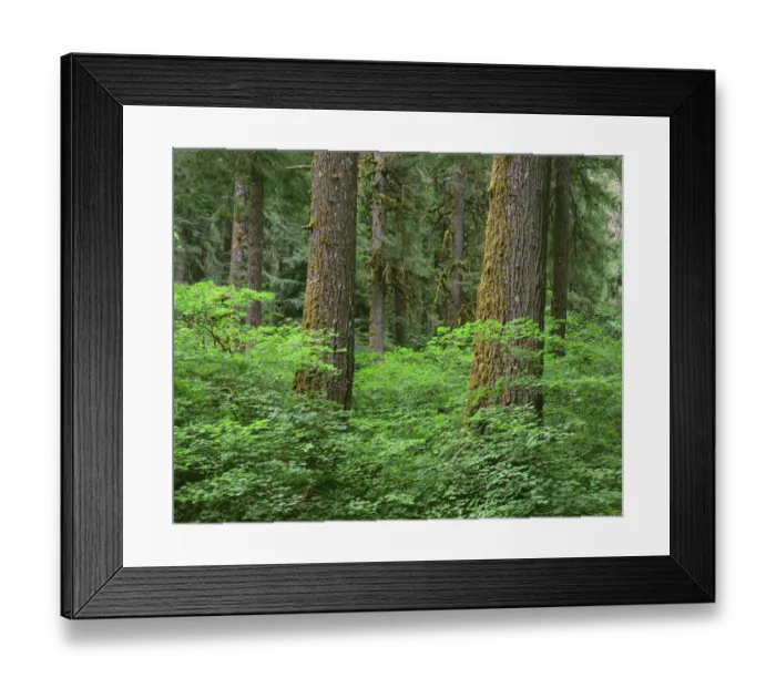 Framed Print : USA, Oregon, Willamette National Forest. Springtime in old growth forest of Douglas fir